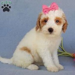 Emmy/Mini Goldendoodle									Puppy/Female	/7 Weeks,Prepare to fall in love !!! My name is Emmy and I’m the sweetest little F1b mini goldendoodle looking for my furever home! One look into my warm, loving eyes and at my silky soft coat and I’ll be sure to have captured your heart already! I’m very happy, playful and very kid friendly and I would love to fill your home with all my puppy love!! I am full of personality, and I give amazing puppy kisses! I stand out way above the rest with my beautiful red and white coat! I will come to you vet checked, microchipped and up to date on all vaccinations and dewormings . I come with a 1-year guarantee with the option of extending it to a 3-year guarantee and our puppies also come with 30 days of pet insurance! My mother is Sadie, our 35#mini goldendoodle with a heart of gold and my father is Atlas, our handsome 16#AKC red abstract mini poodle and he has been genetically tested clear! Both of my parents are very sweet and kid friendly which will make me the same and they are available to meet!! I will grow to approx 20-25# and I will be hypoallergenic and nonshedding! Why wait when you know I’m the one for you? Call or text Martha to make me the newest addition to your family and get ready to spend a lifetime of tail wagging fun with me! (7% sales tax on in home pickups)