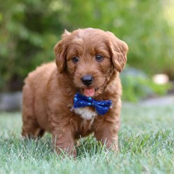 Brett/Goldendoodle									Puppy/Male	/8 Weeks,Meet Brett, the handsome F1 Mini Goldendoodle! He is the perfect blend of Poodle and Goldendoodle puppy, with soft curls that bounce with every step he takes. His twinkling eyes mirror the mischief he gets into, and his little tail never stops wagging, spreading joy wherever he goes. With his endearing puppy eyes and a penchant for cuddles, he loves playtime and learning new tricks to impress his favorite humans. With this little one around, every day is a new adventure filled with puppy love and endless tail wags!