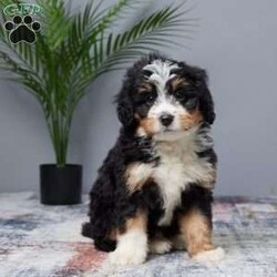 Tiger/Mini Bernedoodle									Puppy/Male	/7 Weeks,Meet Tiger, the sweetest Mini Bernedoodle boy you’ll ever find! This little guy is full of love and energy, ready to brighten your days with his playful spirit. Raised in a family setting, Tiger is used to lots of attention and affection. He’s been vet checked, microchipped, and is up to date on all his vaccines and dewormer, so he’s ready to join his forever family. Whether you’re looking for a fun companion or a snuggle buddy, Tiger’s gentle and loving nature will win you over. Don’t miss the chance to bring home your new best friend!