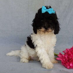 Charlotte/Cockapoo									Puppy/Female	/9 Weeks,Prepare to fall in love!!! My name is Charlotte and I’m the sweetest little F1b cockapoo looking for my furever home! One look into my warm, loving eyes and at my silky soft coat and I’ll be sure to have captured your heart already! I’m very happy, playful and very kid friendly and I would love to fill your home with all my puppy love!! I am full of personality, and ready for adventures! I stand out above the rest with my beautiful black and white coat!!… I will come to you vet checked, microchipped and up to date on all vaccinations and dewormings . I come with a 1-year guarantee with the option of extending it to a 3-year guarantee and shipping is available! My mother is Riley, our sweet 14#cockapoo with a heart of gold and my father is Nimbo, a 13# chocolate merle mini poodle and he has been genetically tested ! Both of the parents are on the premises and available to meet!! Why wait when you know I’m the one for you? Call or text Martha to make me the newest addition to your family and get ready to spend a lifetime of tail wagging fun with me! (7% sales tax on in home pickups)