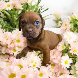 Adopt a dog:Hans Solo/Puggle/Male/Baby,THE FOLLOWING PET IS BEING FOSTERED NEAR FORT COLLINS, CO!

In a galaxy not so far away, a charming puggle named Hans Solo is ready to steal your heart and make a grand entrance into your life. Born on July 30, 2024, Hans Solo is one of eight Star Wars puppies, each with their own special charm. His courageous mama, Tattooine, gave birth at the shelter after being abandoned as a pregnant stray. Just one day later, Hans Solo and his siblings were rescued and brought to a loving foster home in Fort Collins, CO.

Hans Solo lives up to his name with a confident and adventurous spirit. With his striking coat and playful demeanor, he’s always ready for a new escapade, whether it’s a game of fetch or exploring every nook and cranny of his surroundings. His fun-loving personality and affectionate nature make him the perfect partner for anyone looking for a loyal and lively companion. As he grows, Hans Solo will continue to bring joy and excitement to every day. He’ll be ready to embark on his next great adventure with his forever family when he turns 8 weeks old. Are you ready to add this little adventurer to your crew? The stars have aligned for this special bond.

OUR DOGS ARE FOSTERED IN TEXAS OR COLORADO BUT AVAILABLE FOR ADOPTION AND TRANSPORT OUT OF STATE. Read below for more information.

All of our dogs are located in a foster home in Texas or Colorado. Our dogs are transported to a predetermined location agreed upon by the rescue. The adoption contract and fee are finalized prior to transport. As a Mutts N Such direct adoption, the adoption interview/meet and greet occurs on video call (Skype, FB Messenger call, Facetime, etc.).

Our out of state adoption fee is $350 plus transport (varies by location). This fee includes all current vaccinations, deworming, a registered microchip, fecal analysis, spay/neuter for pets 6 months & older, and a heartworm test if over 6 months old. All dogs will be current on flea/heartworm prevention. A health exam will be completed and a certificate issued by a veterinarian within 10 days of departure.

If you are interested in adopting, please complete our application:

https://petstablished.com/adoption_form/57167/generic

Note: MNS reserves the right to deny any application that is deemed unsuitable for the animal. Please be aware that our animal adoptions are NOT on a first come- first serve basis. Our sole purpose is to find the best possible home for the animals that fall under our care.