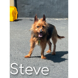 Adopt a dog:Steve/Yorkshire Terrier/Male/Senior,Meet Steve: Your New Best Friend and Family Buddy!

Hi there! I’m Steve, a 7-year-old sweetheart who’s on the lookout for my forever home. I used to go by the name Lunchbox when I was down in Texas, but now that I’m up here and out of the heat, I’m ready for a fresh start!

A Bit About Me:

Age: 7 years young
Special Traits: Sweet, loving, and a big fan of children
My Personality: I’m a charming boy with a heart full of love. I’ve had a bit of a journey, having once lived with a family and now finding myself in a wonderful foster home. I’ve had a blast there, hanging out with dogs, cats, and especially kids—I absolutely adore children! I’m potty trained, house trained, and always ready for fun.

My Quirks: I might have a touch of FOMO (Fear of Missing Out), but it’s just because I want to be part of all the cool things you’re doing. I’ll be your loyal sidekick and make sure we never miss an adventure together!

What I’m Looking For: I’m searching for a loving family who will appreciate my sweet nature and include me in all their activities. I promise to bring joy, love, and a little bit of playful enthusiasm into your home.

If you’re ready for a wonderful companion who will be thrilled to join you in every activity and offer endless affection, I’m your guy! Apply to adopt Steve today and let’s start our new adventure together!