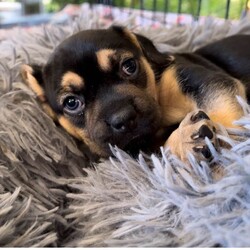 Adopt a dog:Padme/Puggle/Female/Baby,THE FOLLOWING PET IS BEING FOSTERED NEAR FORT COLLINS, CO!

In a galaxy not so far away, a lovely puggle named Padme is ready to bring elegance and joy into your life. Born on July 30, 2024, Padme is one of eight Star Wars puppies, each with their own special flair. Her devoted mama, Tattooine, gave birth at the shelter after being abandoned as a pregnant stray. Just one day later, Padme and her siblings were rescued and brought to a caring foster home in Fort Collins, CO.

Padme is a sweet and graceful pup with a charming personality that’s sure to capture your heart. Her playful nature and affectionate demeanor make her an ideal companion for anyone looking for a loving and lively friend. With her beautiful coat and endearing antics, Padme is ready to add a touch of star-quality sparkle to your home. As she continues to grow, Padme will be prepared to join her forever family when she turns 8 weeks old. Are you ready to welcome this little gem into your life? The Force of love and joy is with Padme, and she’s eager to share it with you.

OUR DOGS ARE FOSTERED IN TEXAS OR COLORADO BUT AVAILABLE FOR ADOPTION AND TRANSPORT OUT OF STATE. Read below for more information.

All of our dogs are located in a foster home in Texas or Colorado. Our dogs are transported to a predetermined location agreed upon by the rescue. The adoption contract and fee are finalized prior to transport. As a Mutts N Such direct adoption, the adoption interview/meet and greet occurs on video call (Skype, FB Messenger call, Facetime, etc.).

Our out of state adoption fee is $350 plus transport (varies by location). This fee includes all current vaccinations, deworming, a registered microchip, fecal analysis, spay/neuter for pets 6 months & older, and a heartworm test if over 6 months old. All dogs will be current on flea/heartworm prevention. A health exam will be completed and a certificate issued by a veterinarian within 10 days of departure.

If you are interested in adopting, please complete our application:

https://petstablished.com/adoption_form/57167/generic

Note: MNS reserves the right to deny any application that is deemed unsuitable for the animal. Please be aware that our animal adoptions are NOT on a first come- first serve basis. Our sole purpose is to find the best possible home for the animals that fall under our care.