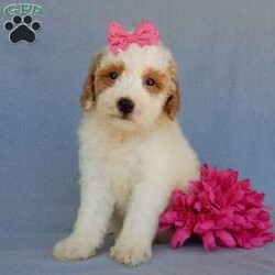 Emmy/Mini Goldendoodle									Puppy/Female	/9 Weeks,Prepare to fall in love !!! My name is Emmy and I’m the sweetest little F1b mini goldendoodle looking for my furever home! One look into my warm, loving eyes and at my silky soft coat and I’ll be sure to have captured your heart already! I’m very happy, playful and very kid friendly and I would love to fill your home with all my puppy love!! I am full of personality, and I give amazing puppy kisses! I stand out way above the rest with my beautiful red and white coat! I will come to you vet checked, microchipped and up to date on all vaccinations and dewormings . I come with a 1-year guarantee with the option of extending it to a 3-year guarantee and our puppies also come with 30 days of pet insurance! My mother is Sadie, our 35#mini goldendoodle with a heart of gold and my father is Atlas, our handsome 16#AKC red abstract mini poodle and he has been genetically tested clear! Both of my parents are very sweet and kid friendly which will make me the same and they are available to meet!! I will grow to approx 20-25# and I will be hypoallergenic and nonshedding! Why wait when you know I’m the one for you? Call or text Martha to make me the newest addition to your family and get ready to spend a lifetime of tail wagging fun with me! (7% sales tax on in home pickups)