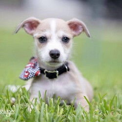 Kyon/Dachshund (Miniature Long Haired)/Male/Baby