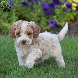 Gracie/Miniature Poodle									Puppy/Female	/July 1st, 2024,Gracie is a Mini Poodle looking for a new forever home! Both puppies parents are here on site to meet along with the puppies. All puppies are registered AKC, Vet checked, de wormed   shots given, come with all there required paperwork and ready to go. Puppies are well socialized with family and young kids and used to the outdoors. Each puppy also comes with a 1 year health guarantee and a bag of puppy food! To schedule an appointment to meet one of these amazing pups please reach out to us today!