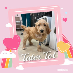 Adopt a dog:Tater Tot/Goldendoodle/Male/Baby,Meet Tater Tot: Your New Best Friend!

Hello, future family! I’m Tater Tot, a 10-week-old Goldendoodle with a heart as big as my puppy eyes. I may be missing a front leg, but that doesn’t slow me down one bit—I'm a little hop-and-skip champion! I’m as sweet and loving as they come, and I’m ready to bring joy and snuggles into your life.

A Bit About Me:

Age: 10 weeks
Weight: 15 pounds of pure cuteness
Breed: Goldendoodle
Special Trait: I have a front leg amputation, but it doesn’t hold me back. I walk and hop around with ease and a big smile!
My Personality: I’m incredibly affectionate and love giving and receiving cuddles. I get along fabulously with other dogs and am eager to make new friends. While I’m still working on my potty training, I’m a fast learner and with a bit of patience, I’ll be a pro in no time.

What I Need:

Confidence Building: I’m learning to navigate stairs and embrace new adventures. With your encouragement and a bit of patience, I’ll grow into a confident, happy pup.
A Loving Home: I thrive in a loving environment where I can continue to learn and grow.
If you’re looking for a furry friend who will fill your life with love and joy, I’m your guy! I may have a unique story, but I promise I’m as perfect as they come. Let’s start this amazing journey together—apply to adopt me today!