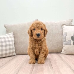 Charlie/Mini Goldendoodle									Puppy/Male	/6 Weeks,This sweet and adorable Mini Goldendoodle is looking for a forever family! Dad “Max” and Mom “Ginger”are both Mini Goldendoodles!