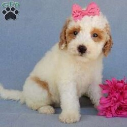 Emmy/Mini Goldendoodle									Puppy/Female	/9 Weeks,Prepare to fall in love !!! My name is Emmy and I’m the sweetest little F1b mini goldendoodle looking for my furever home! One look into my warm, loving eyes and at my silky soft coat and I’ll be sure to have captured your heart already! I’m very happy, playful and very kid friendly and I would love to fill your home with all my puppy love!! I am full of personality, and I give amazing puppy kisses! I stand out way above the rest with my beautiful red and white coat! I will come to you vet checked, microchipped and up to date on all vaccinations and dewormings . I come with a 1-year guarantee with the option of extending it to a 3-year guarantee and our puppies also come with 30 days of pet insurance! My mother is Sadie, our 35#mini goldendoodle with a heart of gold and my father is Atlas, our handsome 16#AKC red abstract mini poodle and he has been genetically tested clear! Both of my parents are very sweet and kid friendly which will make me the same and they are available to meet!! I will grow to approx 20-25# and I will be hypoallergenic and nonshedding! Why wait when you know I’m the one for you? Call or text Martha to make me the newest addition to your family and get ready to spend a lifetime of tail wagging fun with me! (7% sales tax on in home pickups)