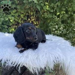 Carly/Dachshund									Puppy/Female	/7 Weeks,Meet Carly. This adorable mini long haired Dachshund puppy is well socialized and raised in a family home. She is vet checked, up to date on shots, and dewormed. 