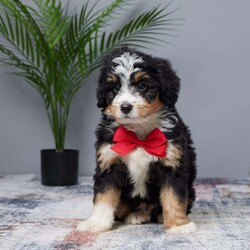 Tiger/Mini Bernedoodle									Puppy/Male	/8 Weeks,Meet Tiger, the sweetest Mini Bernedoodle boy you’ll ever find! This little guy is full of love and energy, ready to brighten your days with his playful spirit. Raised in a family setting, Tiger is used to lots of attention and affection. He’s been vet checked, microchipped, and is up to date on all his vaccines and dewormer, so he’s ready to join his forever family. Whether you’re looking for a fun companion or a snuggle buddy, Tiger’s gentle and loving nature will win you over. Don’t miss the chance to bring home your new best friend!