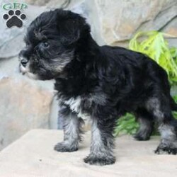 Darla/Miniature Schnauzer									Puppy/Female	/July 5th, 2024,Meet this adorable Miniature Schnauzer puppy with a natural tail and natural ears! This rare beauty comes up to date on shots and dewormer and vet checked! Both parents are our family pets and the puppies are very well socialized with children. If you are looking for a frisky, sweet, and attention motivated little puppy contact us today! 