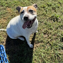 Precious/Staffordshire Bull Terrier / Australian Cattle Dog/Female/7 Years 5 Months,Hey there, possible new love of my life! I'm Precious, and I'm here to find my perfect match for my forever family. Let me give you the scoop on what makes me tick: I came into the RSPCA a tad nervous and fearful, especially around new people. That's why I'm looking for an experienced owner who understands my quirks and can help me feel safe and secure. Despite my initial shyness, I promise I'm worth the effort. I was lucky enough to get scooped up by the best foster family that have been teaching me all their is to know about pet life an I am loving it! I'm best suited to a calm, social dog who can show me the ropes and help boost my confidence. So, let's arrange a meet-and-greet to make sure we're a paw-fect match! Along with any doggo friends please note I will be suited to a more mature household who can read my body language and understand when I need my own space, I promise it will be worth it, I can be a little love bug with my favourite people. Bring along anyone who will be about of my new family, just so we can all get to know each other. As for my furry friends, I promise plenty of tail wags, snuggles, and maybe even a few laughs along the way. Scritches and scratches, Presh I am currently hanging out in my lovely foster home while I wait to be adopted. If I sound like the perfect little dog for you, please complete an expression of interest form  and the team will get back to you as soon as possible! -Experienced owner -Must meet family -No children under 15 -Must meet all dogs