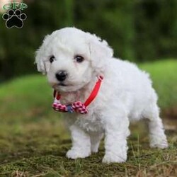 Rex/Bichon Frise									Puppy/Male	/9 Weeks,Meet Rex, the sweetest little Bichon boy with a heart as big as his fluffy coat! This little guy is more than just a pretty face he’s a bundle of love and personality wrapped in a pint-sized package. Whether he’s romping around with his toys or curling up in your lap for a cozy nap, this pup knows how to make every moment special. His gentle demeanor and curious spirit make him the perfect companion for any family, ready to bring happiness into your home.