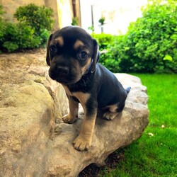 Adopt a dog:Padme/Puggle/Female/Baby,THE FOLLOWING PET IS BEING FOSTERED NEAR FORT COLLINS, CO!

In a galaxy not so far away, a lovely puggle named Padme is ready to bring elegance and joy into your life. Born on July 30, 2024, Padme is one of eight Star Wars puppies, each with their own special flair. Her devoted mama, Tattooine, gave birth at the shelter after being abandoned as a pregnant stray. Just one day later, Padme and her siblings were rescued and brought to a caring foster home in Fort Collins, CO.

Padme is a sweet and graceful pup with a charming personality that’s sure to capture your heart. Her playful nature and affectionate demeanor make her an ideal companion for anyone looking for a loving and lively friend. With her beautiful coat and endearing antics, Padme is ready to add a touch of star-quality sparkle to your home. As she continues to grow, Padme will be prepared to join her forever family when she turns 8 weeks old. Are you ready to welcome this little gem into your life? The Force of love and joy is with Padme, and she’s eager to share it with you.

OUR DOGS ARE FOSTERED IN TEXAS OR COLORADO BUT AVAILABLE FOR ADOPTION AND TRANSPORT OUT OF STATE. Read below for more information.

All of our dogs are located in a foster home in Texas or Colorado. Our dogs are transported to a predetermined location agreed upon by the rescue. The adoption contract and fee are finalized prior to transport. As a Mutts N Such direct adoption, the adoption interview/meet and greet occurs on video call (Skype, FB Messenger call, Facetime, etc.).

Our out of state adoption fee is $350 plus transport (varies by location). This fee includes all current vaccinations, deworming, a registered microchip, fecal analysis, spay/neuter for pets 6 months & older, and a heartworm test if over 6 months old. All dogs will be current on flea/heartworm prevention. A health exam will be completed and a certificate issued by a veterinarian within 10 days of departure.

If you are interested in adopting, please complete our application:

https://petstablished.com/adoption_form/57167/generic

Note: MNS reserves the right to deny any application that is deemed unsuitable for the animal. Please be aware that our animal adoptions are NOT on a first come- first serve basis. Our sole purpose is to find the best possible home for the animals that fall under our care.