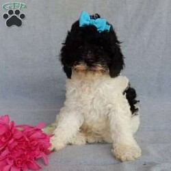 Charlotte/Cockapoo									Puppy/Female	/11 Weeks,Prepare to fall in love!!! My name is Charlotte and I’m the sweetest little F1b cockapoo looking for my furever home! One look into my warm, loving eyes and at my silky soft coat and I’ll be sure to have captured your heart already! I’m very happy, playful and very kid friendly and I would love to fill your home with all my puppy love!! I am full of personality, and ready for adventures! I stand out above the rest with my beautiful black and white coat!!… I will come to you vet checked, microchipped and up to date on all vaccinations and dewormings . I come with a 1-year guarantee with the option of extending it to a 3-year guarantee and shipping is available! My mother is Riley, our sweet 14#cockapoo with a heart of gold and my father is Nimbo, a 13# chocolate merle mini poodle and he has been genetically tested ! Both of the parents are on the premises and available to meet!! Why wait when you know I’m the one for you? Call or text Martha to make me the newest addition to your family and get ready to spend a lifetime of tail wagging fun with me! (7% sales tax on in home pickups)