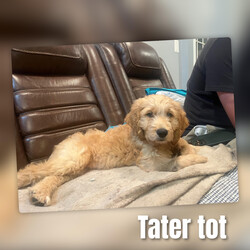 Adopt a dog:Tater Tot/Goldendoodle/Male/Baby,Meet Tater Tot: Your New Best Friend!

Hello, future family! I’m Tater Tot, a 10-week-old Goldendoodle with a heart as big as my puppy eyes. I may be missing a front leg, but that doesn’t slow me down one bit—I'm a little hop-and-skip champion! I’m as sweet and loving as they come, and I’m ready to bring joy and snuggles into your life.

A Bit About Me:

Age: 10 weeks
Weight: 15 pounds of pure cuteness
Breed: Goldendoodle
Special Trait: I have a front leg amputation, but it doesn’t hold me back. I walk and hop around with ease and a big smile!
My Personality: I’m incredibly affectionate and love giving and receiving cuddles. I get along fabulously with other dogs and am eager to make new friends. While I’m still working on my potty training, I’m a fast learner and with a bit of patience, I’ll be a pro in no time.

What I Need:

Confidence Building: I’m learning to navigate stairs and embrace new adventures. With your encouragement and a bit of patience, I’ll grow into a confident, happy pup.
A Loving Home: I thrive in a loving environment where I can continue to learn and grow.
If you’re looking for a furry friend who will fill your life with love and joy, I’m your guy! I may have a unique story, but I promise I’m as perfect as they come. Let’s start this amazing journey together—apply to adopt me today!