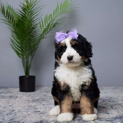 Bliss/Mini Bernedoodle									Puppy/Female	/9 Weeks,Woof woof! Hi there, I’m Bliss, your future best friend! I’m a mini Bernedoodle, which means I’m the perfect blend of playful energy and cuddly sweetness.