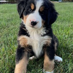 Sage/Bernese Mountain Dog									Puppy/Female	/July 5th, 2024,Hello meet Sage one of our baby Bernese Mountain Dogs. Sage is a very cute and spunky little girl . She was born with her three sisters and one brother. She also loves attention and will follow you around. Sage is 