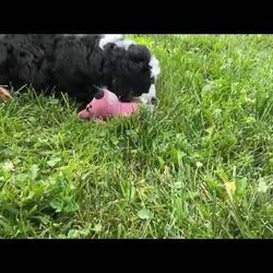 Bliss/Mini Bernedoodle									Puppy/Female	/9 Weeks,Woof woof! Hi there, I’m Bliss, your future best friend! I’m a mini Bernedoodle, which means I’m the perfect blend of playful energy and cuddly sweetness.