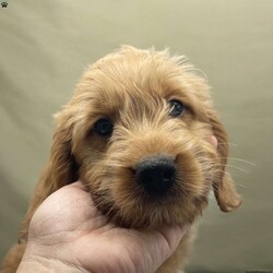 Jacaerys/Mini Goldendoodle									Puppy/Male	/10 Weeks,This sweet boy has the absolute best temperament! He passed his temperament test with flying colors and our trainer raved about how sweet and forgiving he is. All of our babies are raised in our home in the main living area, with our children and other pets present. We use evidenced based puppy rearing methods that ensure your puppy comes to you well handled, happy and socialized. We provide a one year health gauranteee and focus our program on developing the best tempered pets for our potential clients. 