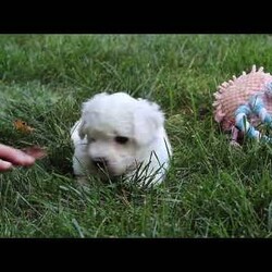 Rex/Bichon Frise									Puppy/Male	/7 Weeks,Meet Rex, the sweetest little Bichon boy with a heart as big as his fluffy coat! This little guy is more than just a pretty face he’s a bundle of love and personality wrapped in a pint-sized package. Whether he’s romping around with his toys or curling up in your lap for a cozy nap, this pup knows how to make every moment special. His gentle demeanor and curious spirit make him the perfect companion for any family, ready to bring happiness into your home.