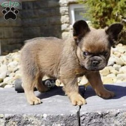 Brittney/French Bulldog									Puppy/Female	/8 Weeks,Fluffy, cute and charming are just a few words I would use to describe this sweetheart with a heart as sweet as her blue eyes and face. Brittney has been raised in a loving environment making the perfect addition to any family. Stella the beautiful lilac and tan French Bulldog mother weighs 20lbs and Hudson the beautiful fluffy French Bulldog weighs 23lbs. She’s been well socialized,ensuring she will be a friendly and outgoing companion to both people and pets. Brittney safety is a top priority as she comes up to date with all her vaccines and dewormer treatments. This lovable pup is not just looking for a home she’s searching for a loving family to be a part of. If you’re ready to welcome a charming,healthy well cared for French Bulldog contact Barbara.