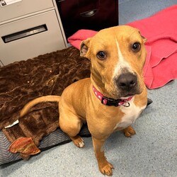 Adopt a dog:Emmy/American Staffordshire Terrier/Female/1 Year 1 Month,Hello, my name is Emmy. I am a beautiful 1 year old little lady looking for a loving home. I haven't had a whole lot of luck in my life, but I am ready to start a new chapter. I am a quiet girl and can be shy, but I am gentle and respectful in the presence of humans. At times I can become a bit overwhelmed. I would like a quiet household, a warm soft bed and somewhere in the home that I can call my 