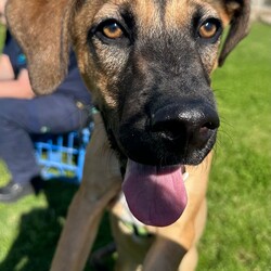 Parker/Dogue de Bordeaux / Australian Kelpie/Male/9 Months,Hi I'm Parker and I'm a sweet little boy that is now on the search for my new furever home! I haven't had the best start to life and need a family that can help me learn about the wide world around me. I haven't been exposed to many things that I might encounter in a home so there are going to be a few things that I don't understand. I will need a home that is a bit quieter as I can become a bit overwhelmed if too many things are happening at the same time. I will need calm guardians to show me all of the things in the world that I don't know and help me through the next part of my life.  I do enjoy the company of other dogs but they excite me too much for me to live with another furry friend for now. It would be best for me to learn how to play nicely with another dog from a calm social dog. Requirements: Parker is a special pup that needs a gentle hand to guide him through the next stages of his life. If you think that your home would be perfect for him then please apply at 