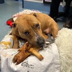 Emmy/American Staffordshire Terrier/Female/1 Year 2 Months,Hello, my name is Emmy. I am a beautiful 1 year old little lady looking for a loving home. I haven't had a whole lot of luck in my life, but I am ready to start a new chapter. I am a quiet girl and can be shy, but I am gentle and respectful in the presence of humans. At times I can become a bit overwhelmed. I would like a quiet household, a warm soft bed and somewhere in the home that I can call my 