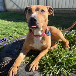 Adopt a dog:Emmy/American Staffordshire Terrier/Female/1 Year 1 Month,Hello, my name is Emmy. I am a beautiful 1 year old little lady looking for a loving home. I haven't had a whole lot of luck in my life, but I am ready to start a new chapter. I am a quiet girl and can be shy, but I am gentle and respectful in the presence of humans. At times I can become a bit overwhelmed. I would like a quiet household, a warm soft bed and somewhere in the home that I can call my 