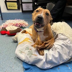 Adopt a dog:Emmy/American Staffordshire Terrier/Female/1 Year 1 Month,Hello, my name is Emmy. I am a beautiful 1 year old little lady looking for a loving home. I haven't had a whole lot of luck in my life, but I am ready to start a new chapter. I am a quiet girl and can be shy, but I am gentle and respectful in the presence of humans. At times I can become a bit overwhelmed. I would like a quiet household, a warm soft bed and somewhere in the home that I can call my 