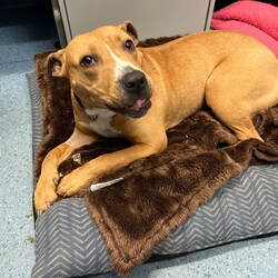 Adopt a dog:Emmy/American Staffordshire Terrier/Female/1 Year 1 Month,Hello, my name is Emmy. I am a beautiful 1 year old little lady looking for a loving home. I haven't had a whole lot of luck in my life, but I am ready to start a new chapter. I am a quiet girl and can be shy, but I am gentle and respectful in the presence of humans. At times I can become a bit overwhelmed. I would like a quiet household, a warm soft bed and somewhere in the home that I can call my 