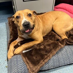 Adopt a dog:Emmy/American Staffordshire Terrier/Female/1 Year 1 Month,Hello, my name is Emmy. I am a beautiful 1 year old little lady looking for a loving home. I haven't had a whole lot of luck in my life, but I am ready to start a new chapter. I am a quiet girl and can be shy, but I am gentle and respectful in the presence of humans. At times I can become a bit overwhelmed. I would like a quiet household, a warm soft bed and somewhere in the home that I can call my 