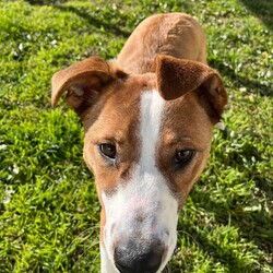 Adopt a dog:Frank/Australian Cattle Dog / American Staffordshire Terrier/Male/1 Year,Hello! My name's Frank. What's yours? I am a well-mannered young man who is on the lookout for a human or humans to join on your adventures and to be your best buddy at home. I have spent a little time here at the shelter and during this time the staff have seen me grow from a slightly timid kid to a confident, chilled out young man. Well, most of the time. Sometimes I can get a bit excited and bouncy – because of this I'd be best suited to a family aged 12 yrs and up so that I don't bounce someone over accidentally. I have a happy nature – I can't wait for you to get to know me! My favourite things are playing with toys and going on walks with my doggy friends. If you have a dog at home, please bring them in to meet me to make sure we are a good match! I’ve heard about something called a “backyard,” and it sounds like a dream! An area all for me to run around, climb, sniff, and explore; at the shelter we have grass yards, but I have to share them with all the other doggies. Sigh. But don’t think I’m just an outdoor adventurer; I also love lounging inside, playing with my toys, or chasing butterflies in my dreams. I would not be suited to a home with cats or pocket pets. I would suit a full time worker if you have time to settle me into my new home. Lastly! What are you waiting for? Yours, Frank -Must meet all dogs -No pocket pets or cats -No children under 12