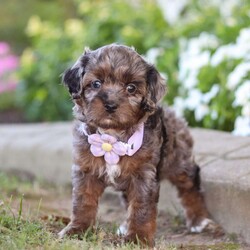 Amy/Cavapoo									Puppy/Female	/10 Weeks,Meet Amy, an adorable Cavapoo who is sure to capture your heart with her sweet nature and playful spirit! With her soft, wavy coat and soulful eyes, this little lady is the perfect blend of her Cavalier dad, Milo, who brings gentle affection, and her Poodle mom, Carli, who adds intelligence and energy to the mix. Milo weighs 18.5lbs and Carli weighs 19lbs.