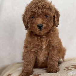 Twinkle/Mini Goldendoodle									Puppy/Female	/10 Weeks,Hi there! My name is Twinkle, and I’m a playful little pup who just loves to have fun! I’m always ready for a new adventure, whether it’s chasing after toys, exploring the yard, or just snuggling up for some cozy time with my favorite person. I have a sweet and affectionate side, and I promise to fill your days with love and joy. If you’re looking for a loyal friend who will stick by your side and brighten up your world, I’m your girl! Can’t wait to meet you!