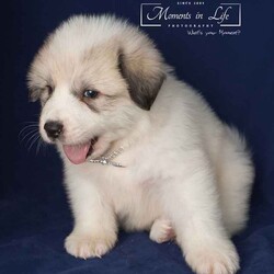 Adopt a dog:Montgomery/Mixed Breed/Male/Baby,Montgomery is a proper little 5 week old boy. He came up from Kentucky with his 7 siblings

Please go to https://michelesrescue.com to complete your application for pre-approval.