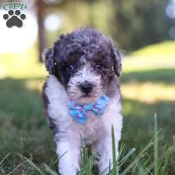 Jasper/Miniature Poodle									Puppy/Male	/9 Weeks,Meet Jasper, an adorable Mini Poodle with a heart full of charm. Bursting with energy, he’s always up for fun and adventure, making every moment exciting. His intelligence and loving personality allow him to connect with those around him, quickly becoming a favorite. Whether he’s chasing after his favorite toy or snuggling up for cozy downtime, his playful yet gentle nature makes him an ideal companion for any loving family!