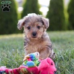 Quinn/Yorkie Poo									Puppy/Female	/7 Weeks,Meet Quinn, our adorable Yorkipoo! With her fluffy, silky coat and bright, sparkling eyes, she is the epitome of cuteness. This little girl is full of energy and loves to play, bringing endless joy and laughter to every day. Quinn is incredibly affectionate, always ready to cuddle up on your lap or give you a sweet nuzzle. Her intelligence and curious nature make her quick to learn and eager to explore. Whether she’s bouncing around with her toys or snuggling close for some quiet time, she is the perfect companion. 