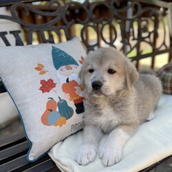 Adopt a dog:Kiki/Great Pyrenees/Female/Baby,This is a courtesy post. Please contact Debbie at 209-607-7464 or email at deb0625@yahoo.com 

Meet Kiki, I’m pre-screening for a wonderful home for this adorable girl. A DNA test was done on her brother and they are 72 percent Great Pyrenees and 21 percent Mastiff. She is going to be a big girl that will require a nice big yard. Please read up on the breed before applying. They are a large breed with a huge appetite. They are wonderful family dogs. Kiki is 8 weeks old and is so smart already learning our doggy door. Kiki was found in an orchard along with her siblings with their cords still attached. She is very affectionate and a mellow pup but still very playful. SHE LOVES TO PLAY IN THE WATER. For an application, please contact Debbie at 209-607-7464 or email at deb0625@yahoo.com LOCATION SONORA

- [x] Home check
- [x] Screening 
- [x] Secured fenced yard
- [x] Established veterinarian 
- [x] Adoption fee (covers spay, microchip, vaccines)