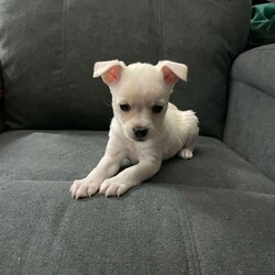 Adopt a dog:Wendy/Chihuahua/Female/Baby,Wendy girl is such a sweetie pie! 8 week old chi mix pupper that is ready to find her forever family. UTD on shots and loves all. Apply to meet this tiny little girl today! www.hindeanimalsafehaven.org  KL18435