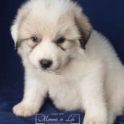 Adopt a dog:Montgomery/Mixed Breed/Male/Baby,Montgomery is a proper little 5 week old boy. He came up from Kentucky with his 7 siblings

Please go to https://michelesrescue.com to complete your application for pre-approval.