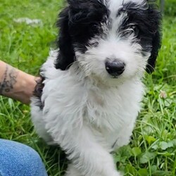 Adopt a dog:Dahlia/Australian Shepherd/Female/Baby,Dahlia and the rest of her litter are little love bugs! They were born on 6/7/24. Their mama is about 20 -25 pounds. These little aussiedoodles are ready to find their forever families. They will need regular grooming.