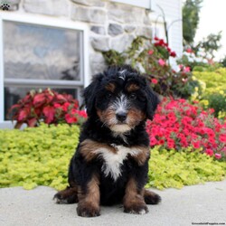 Alice/Mini Bernedoodle									Puppy/Female	/July 11th, 2024,Come and meet Alice! This charming Miniature Bernedoodle puppy is completely lovable! She will win you over with her fun personality and sweet disposition. Alice is friendly and socialized, so she is ready to get to know her forever family. Vet checked and up to date on shots and de-wormer, this wonderful puppy comes home with a health guarantee provided by the breeder. Are you interested in hearing more and scheduling a visit to meet Alice? Call Levi Stoltzfus today!