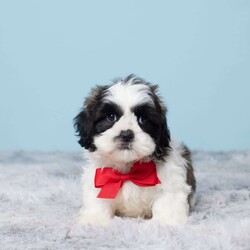 Monty/Shih Tzu									Puppy/Male	/9 Weeks,Woof…Woof! Hey it’s Monty! Monty is a very cute and cuddly Shihtzu puppy that is full of puppy kisses and will be sure to capture your heart with his sweet personality! He was born on July 24 to Mom (Cheyenne) and Dad (Jaxson). Mom weighs 12 lbs. and Dad weighs 14 lbs. So we expect Monty to weigh between 12 and 14 lbs. full grown. Monty is up to date on vaccines and dewormers and a 30 day health guarantee is offered by the breeder. A bag of food, treat, toy, blanky, and paperwork will be sent with Monty to his new home.