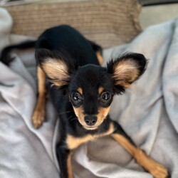 Adopt a dog:BABY SHIRLEY/Chihuahua/Female/Baby,Baby Shirley is adorable girl who is shy but friendly and good with other dogs. Shirley is an absolute sweetheart who loves to play, but also enjoys a good snuggle.  She is a fantastic listener and is always up for an adventure.  Baby Shirley came to us from a shelter with her sister.  Again she is shy but her sweet and friendly demeanor quickly won over the volunteers. She is looking for a family who is willing to teach her right from wrong and make a lifetime commitment.   In the meantime she is hanging out with her sister Laverne.  If you're looking for a fun-loving and affectionate companion, Baby Shirley is the perfect addition to your family!    She currently weighs 5.10 lbs and is about 3 1/2 -4 months old as of Sept 1  2024 


How to Adopt a Dog from ARF
Animal Rescue of Fresno is a Volunteer Managed & Operated Dog Rescue.
We are available by Appointment Only.  
Adoptions begin with an Approved Application you can find the application at our website at www.arf-fresno.com 


Application can be found in the drop-down menu above, click 