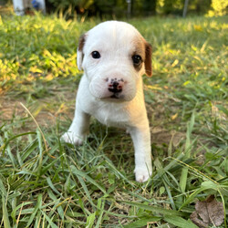 Adopt a dog:Amelia's Summer/German Wirehaired Pointer/Female/Baby,IF YOU ARE VIEWING THIS LISTING ON PETFINDER OR ADOPT-A-PET, please visit: Caninesandkittiesrescue.org to access adoption requirements, more information and pictures. 

Meet Amelia's Summer - Summer was born on 8/17/24. Summer will be ready to go to her forever home on October 12th when she is 8 weeks old. Our best guess on breed mix is German Short Hair Pointer/Hound (just a guess). Amelia is their mom (pic is included) and she has been an awesome mom who is very attentive to her puppies. Amelia has a sweet and gentle personality. The puppies are very sweet and are now moving around and enjoy being cuddled by their foster mom and dad. The puppies will require adopters who are at home a good portion of the day to continue training - no exceptions! 

This puppy is up to date on age-appropriate vaccines and microchipped. This puppy will need to be spayed at 6 months of age. The Adoption Fee for this puppy $400.00. 

The adoption fee for this dog is $400, which helps with the cost of routine vet care. This fee DOES NOT INCLUDE spay/neuter if the pup is not already spayed/neutered. If the animal you are adopting is not already spayed/neutered, you will be required to sign a contract legally obligating you to have the animal altered. A $100.00 fee will be returned to the adopter once the animal has been sterilized. We will provide information on this process during the approval process. 

***You must be at least 25 years of age to adopt from CKRescue*** 

 ***Note that puppy adoption fees most often help generate revenue that goes towards older, special needs animals that need our help. Surgeries, heartworm treatment, boarding costs and/or all things that often result in adoptable dogs and cats being left behind to be euthanized. So, adopting a puppy saves not just one life, but many! 

***Please note that our first step in approving adoption applicants is to complete a vet check. Vetting of current and past pets is very important to us, thus we will be speaking with the vet(s) listed on your application to ensure that your current and previous pet(s) are kept up to date on vaccines (including rabies), spayed or neutered, maintained on appropriate monthly preventatives and examined annually by your vet.*** 

Our organization cannot guarantee the exact breed of any animal in our care. The breed listed is based on any background we may have been provided, and/or the general appearance of the animal.

**Please visit www.caninesandkittiesrescue.org to complete our non-binding application.**