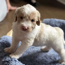 Buster/Mini Goldendoodle									Puppy/Male	/6 Weeks,Happy and playful male Mini Goldendoodle. Raised and socialized with children loves to play with his siblings. Puppies are vet checked and come with a 30 day health guarantee. 