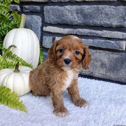 Bella/Cavalier King Charles Spaniel									Puppy/Female	/6 Weeks,Bella is outgoing,playful and have sweet cavapoo temperment. She’s looking for her forever home. 